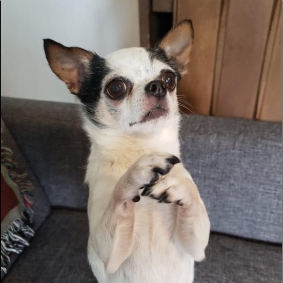 Meet your Posher, Raven - Picture 1 of 1